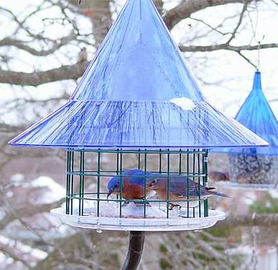 Sky Cafe Bluebird Feeder