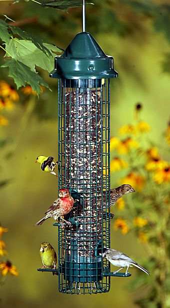 squirrel buster plus bird feeder with weather guard squirrel buster plus bird feeder with weather guard