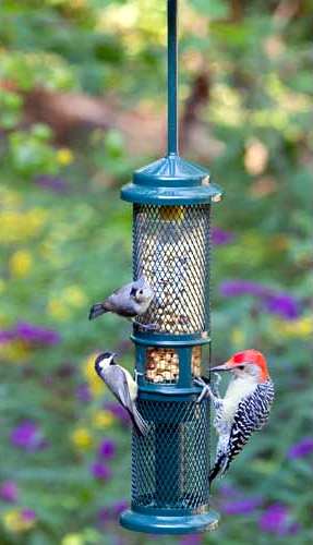 Squirrel Buster Peanut Plus Bird Feeder