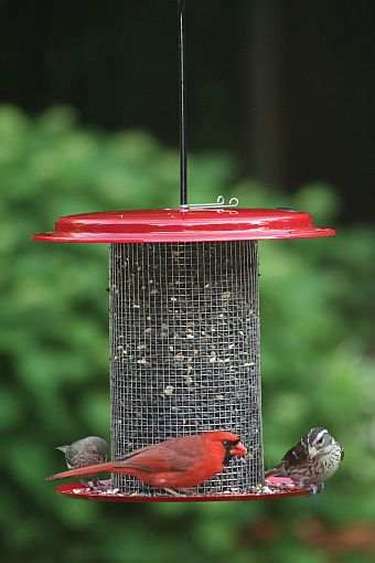 Birds Choice 5 Quart Metal Feeder