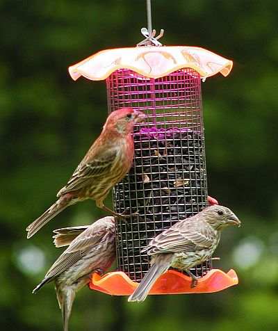 Forever 1 Quart Sunflower Feeder Twin Pack