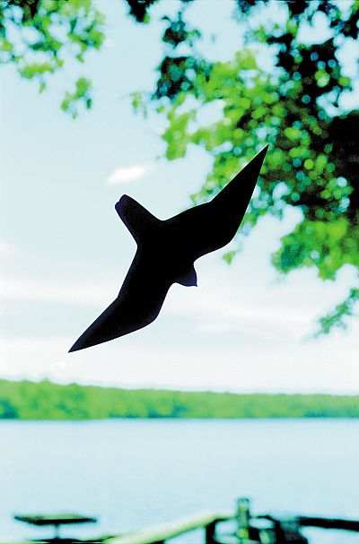 Birdsaver Window Hawk Decal 6 Pack