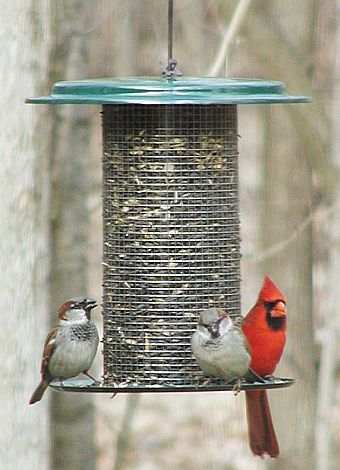 Birds Choice 3 Quart Green Metal Bird Feeder