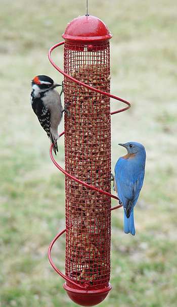 Bird Quest 17" Spiral Peanut Feeder