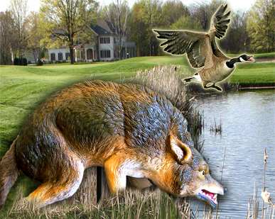 3D Coyote Predator Replica