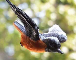 Baltimore Oriole Fly Through Window Magnet