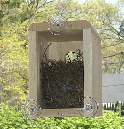window bird houses window nest boxes for viewing nesting window bird houses window nest boxes for viewing nesting