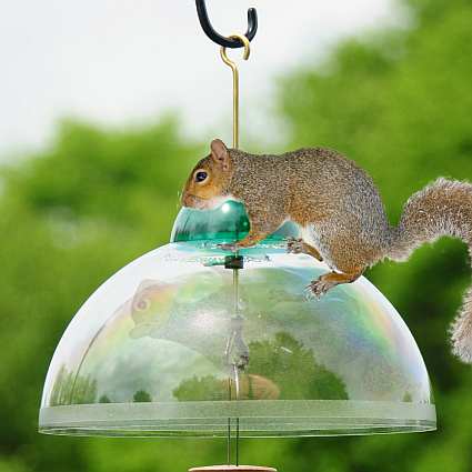 bird feeder squirrel protection bird feeders bird feeder squirrel protection bird feeders