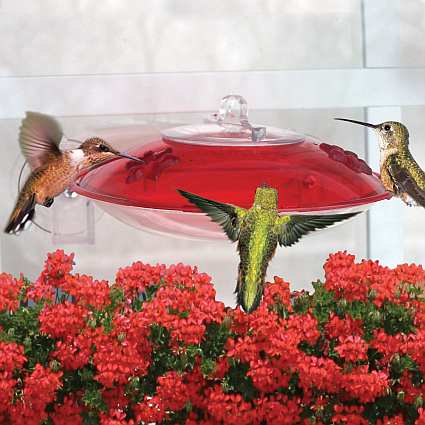 Droll Yankees Window Hummer 3