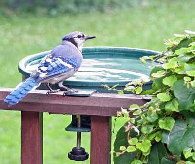 Songbird 14" Non-Heated Bird Bath