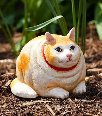 Goldie The Cat Portly Medium