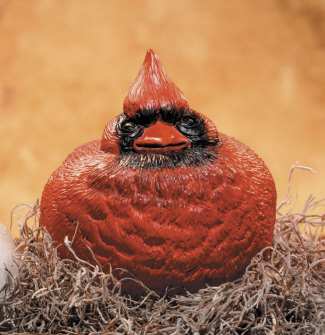 Curt the Cardinal Portly Medium