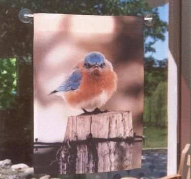 Mad Bluebird Garden Flag