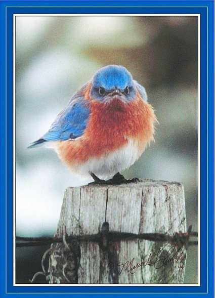 Mad Bluebird 500 Piece Jigsaw Puzzle