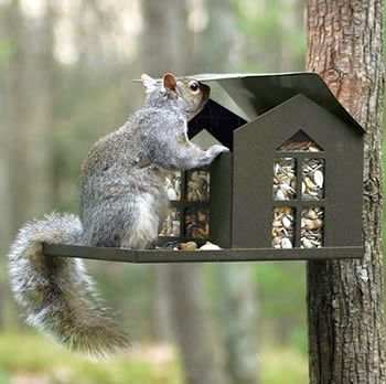 Food Pantry Metal Squirrel Feeder