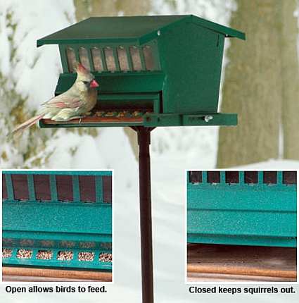 Absolute Original Squirrel Proof Bird Feeder