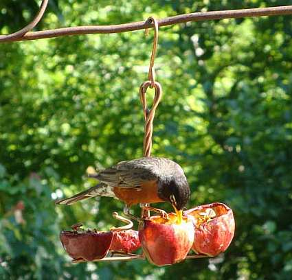 Apple Anchor Fruit Feeder