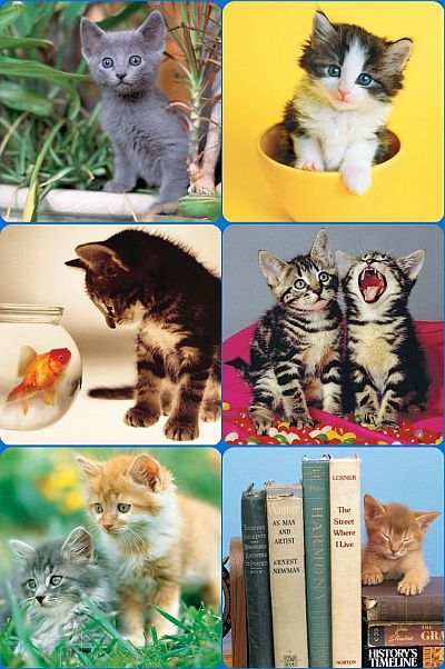 Keith Kimberlin Kittens I Microfiber Cloths 6/Pak