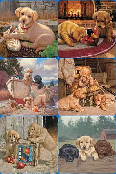 Jim Lamb Labrador Puppies Microfiber Cloths 6/Pak