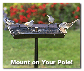 3 in 1 Platform Bird Feeder