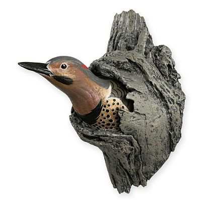Backyard Songbirds Northern Flicker