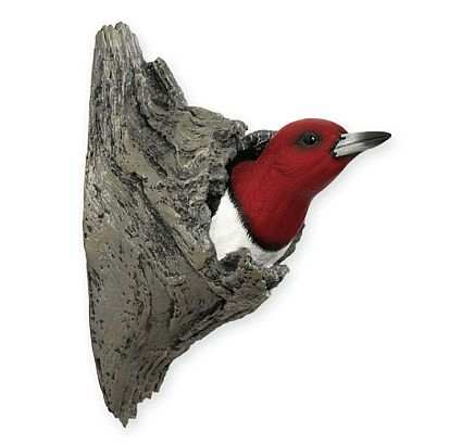 Backyard Songbirds Red-headed Woodpecker