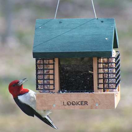 2 Suet Cake & A Seed Feeder