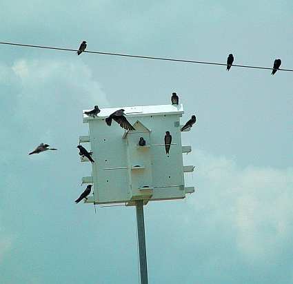 lone star purple martin house pole system poles for lone star purple martin house pole system poles for