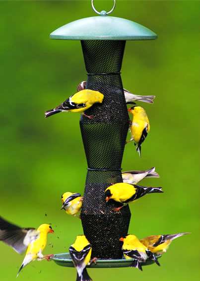 No/No Green & Black Finch (Nyjer) Tube Feeder