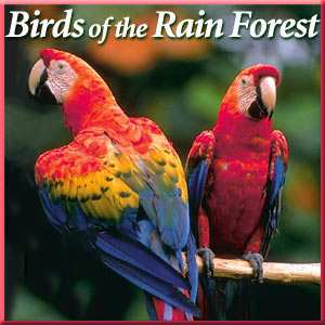 Naturescapes Birds of the Rain Forest CD