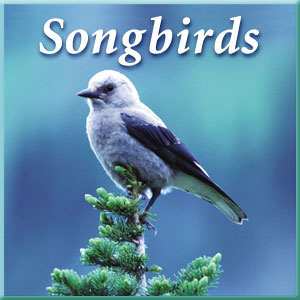 Naturescapes Music CD Songbirds