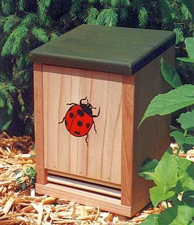 Ladybugs In House