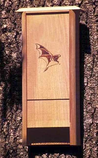 Bat Bungalow