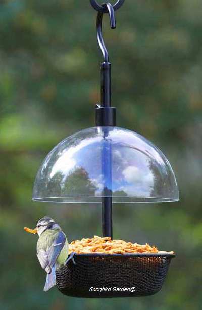 mealworm feeders for feeding live mealworms to bluebirds mealworm feeders for feeding live mealworms to bluebirds