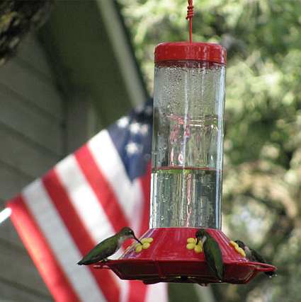 Best 30 Oz Hummingbird Feeder