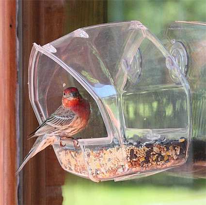 birdscapes clear window feeder twin pack window mount birdscapes clear window feeder twin pack window mount