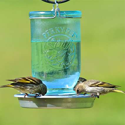bird waterers for providing drinking water to backyard bird waterers for providing drinking water to backyard
