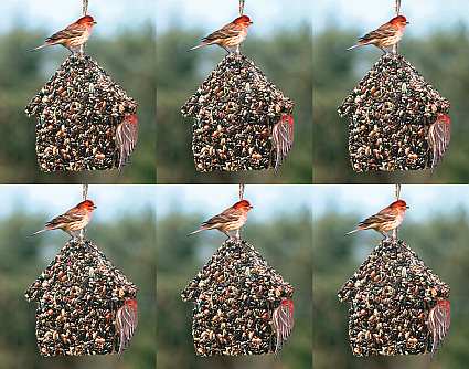 Birdie Chalet 6/Pack