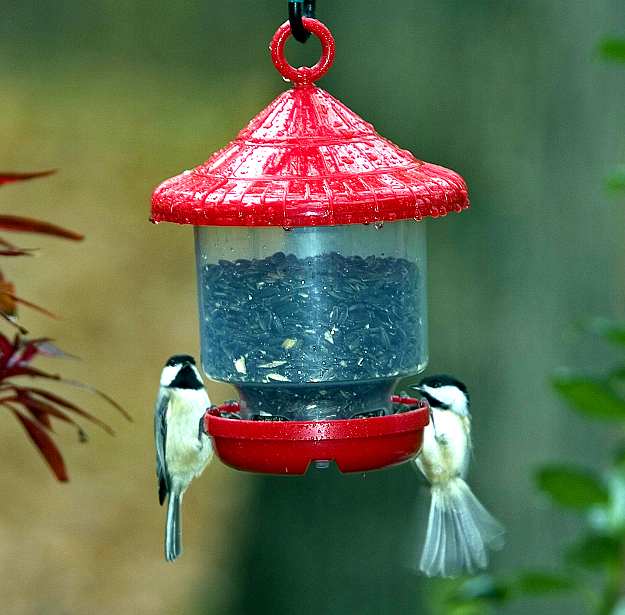 Clingers Only Bird Feeder Red