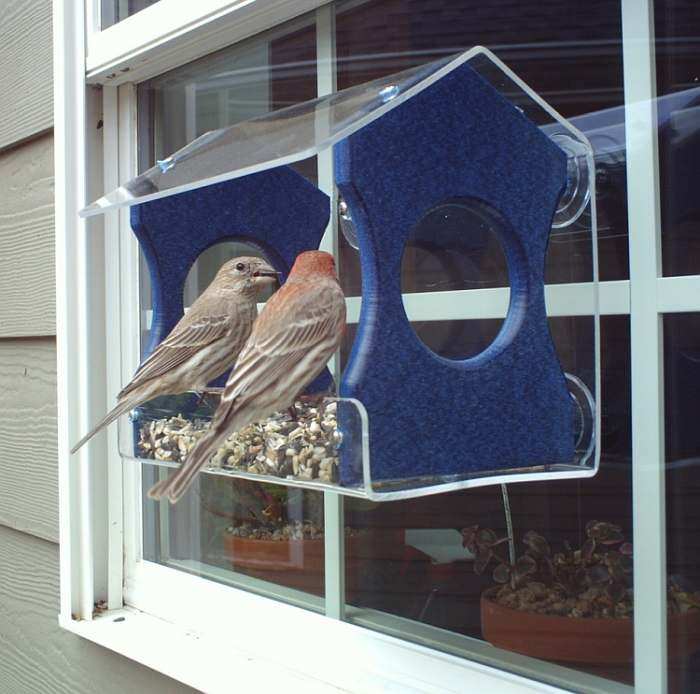Songbird Recycled Poly Window Feeder Medium Blue