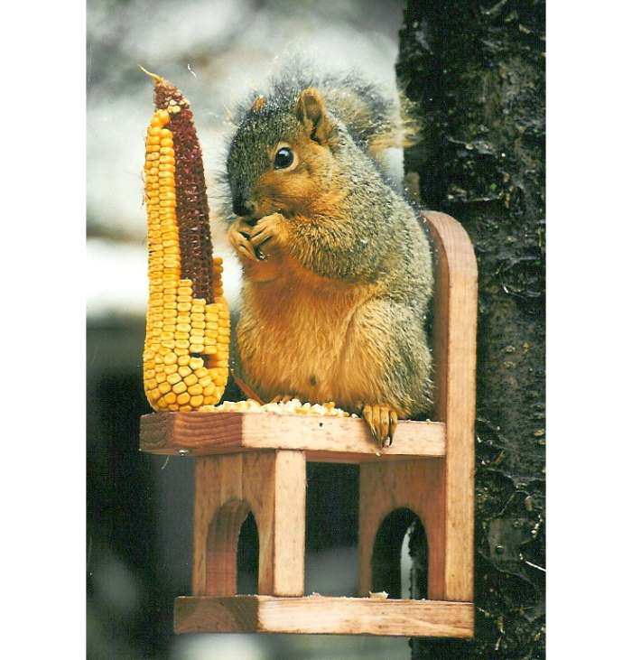 Squirrel Chair Feeder