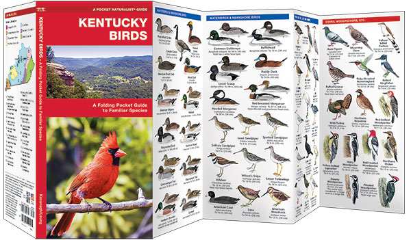 Kentucky Birds Pocket Naturalist Guide