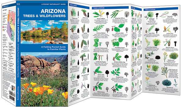 Arizona Trees & Wildflowers Naturalist Guide