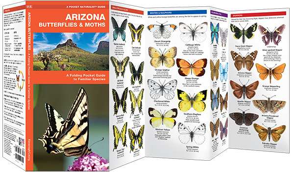 Arizona Butterflies & Moths Naturalist Guide