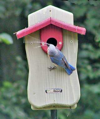 Bluebird House Cialis