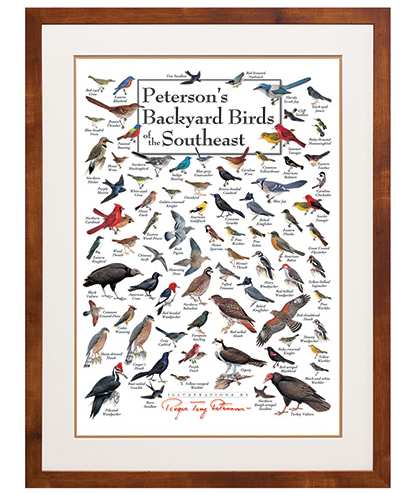 Peterson's Birds of the Southeast Poster