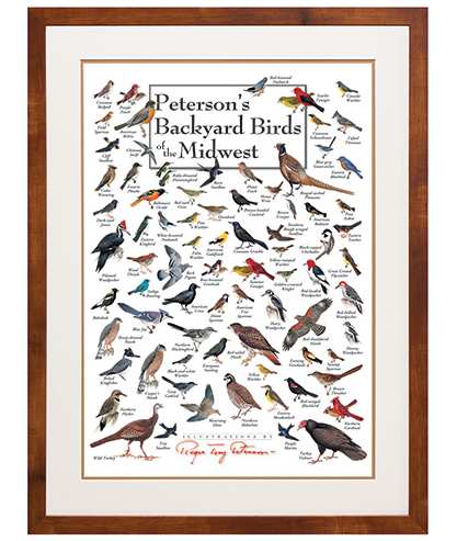 Peterson's Birds of the Midwest Poster