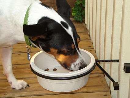 Pet Rockit 6" Raised Pet Dish Holder
