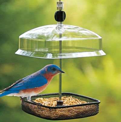 bluebird feeders for feeding live mealworms to bluebirds bluebird feeders for feeding live mealworms to bluebirds