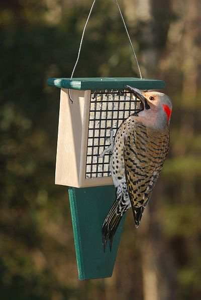 Rubicon Suet Feeder w/Tail Prop Hunter Driftwood